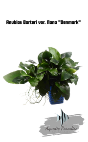 Anubias Barteri var. Nana "Denmark" Aquatic Plant_img_0