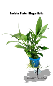Anubias Barteri Angustifolia Aquarium Plant_img_0