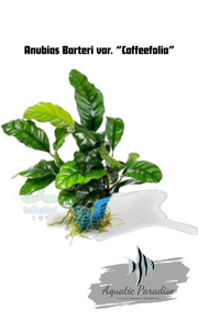 Anubias Barteri var. “Coffeefolia” Aquatic Plant_img_0