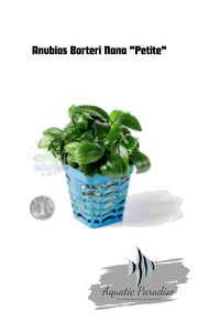 Anubias Barteri Nana "Petite"_img_0