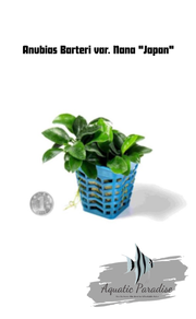 Anubias Barteri var. Nana "Japan"_img_0