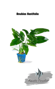 Anubias Hastifolia Aquarium Plant_img_0