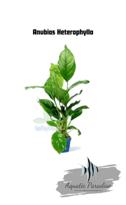 Anubias Heterophylla_img_0