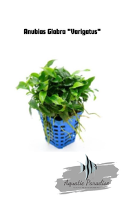 Anubias Glabra "Varigatus" Aquatic Plant_img_0