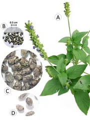 Chia Seed - 500g (চিয়া সীড)_img_5