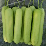 হাইব্রিড থাই লাউ। F1 Hybrid Thai lao_img_0