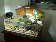 Shallow planted tank ( full cristal glass)_img_0