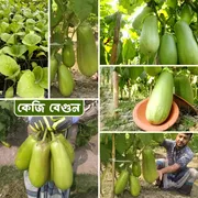 কেজি বেগুন / বারি বেগুন ১২ । Bari begun baro / kg begun_img_0