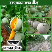 সাম্মান ফলের বীজ_img_0