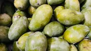 সুরমা ফজলী আম (Surma Fazlee Mango)_img_7