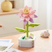 Pink Epiphyllum potted plant_img_0