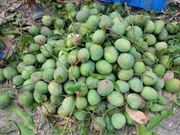 আম (গোপালভোগ🥭) কেমিক্যাল/কার্বাইড মুক্ত_img_0