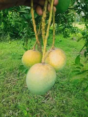 আম (গোপালভোগ🥭) কেমিক্যাল/কার্বাইড মুক্ত_img_1