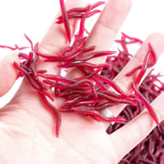 50 piece Lifelike Fishy Smell Red Soft Lures Simulation Earthworm Red Worms Artificial Fishing Lures 50 pc per bag_img_3