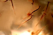 Live Food brine shrimp egg ( 20 grm)_img_2