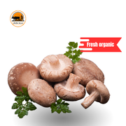 BROWN MUSHROOM.oman_img_0