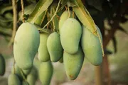 আম্রপালি🥭আম কেমিক্যাল/কার্বাইড মুক্ত_img_0