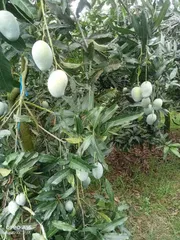 আম্রপালি🥭আম কেমিক্যাল/কার্বাইড মুক্ত_img_2