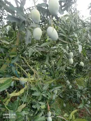 আম্রপালি🥭আম কেমিক্যাল/কার্বাইড মুক্ত_img_3