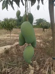 আম্রপালি🥭আম কেমিক্যাল/কার্বাইড মুক্ত_img_4