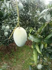আম্রপালি🥭আম কেমিক্যাল/কার্বাইড মুক্ত_img_5