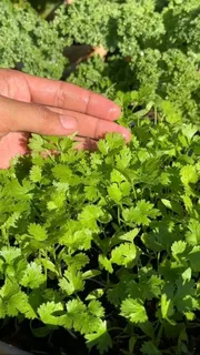 ধনিয়া বীজ / Coriander Seeds_img_1