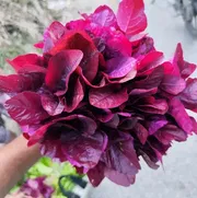 লাল শাক / Red Amaranth_img_0