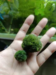 Moss ball 1 piece_img_1