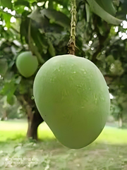 আম_img_0