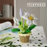 Lily potted plants_img_0