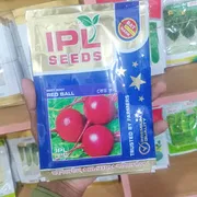 ইন্ডিয়ান বিট রুট বীজ_img_0