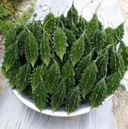 হাইব্রিড জাতের ছোট সাইজের করলা বীজ_img_0