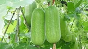 হাইব্রিড চাল কুমড়ার বীজ_img_0