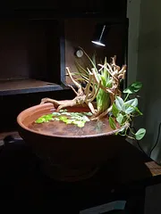 Mini clay natural pond_img_0