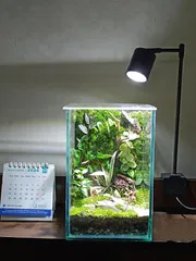 Square terrarium ( 6/6/8)_img_0