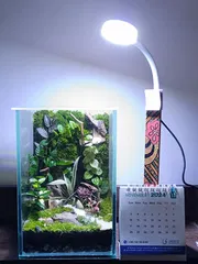 Square terrarium ( 6/6/8)_img_1