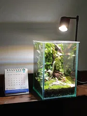 Square terrarium ( 6/6/8)_img_2