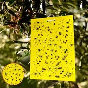 সবজি ফসলের জন্য হলুদ আঠালো ফাঁদ । Yellow glue trap For vegetable_img_0