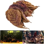 Indian dry almond leaf_img_0