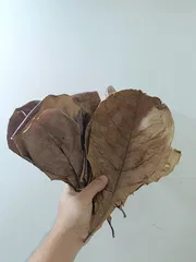 Indian dry almond leaf_img_1