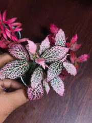 Fittuina ( terrarium plant)_img_1