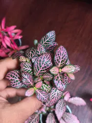 Fittuina ( terrarium plant)_img_4