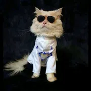 Cat panjabi(custom)_img_0