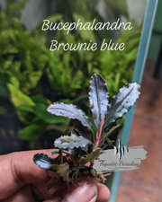 Bucephalandra Brownie Blue_img_0