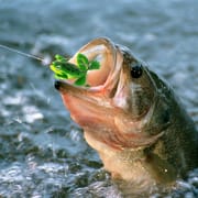 Frog Bait - 2 pcs set_img_3