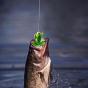 Frog Bait - 2 pcs set_img_4