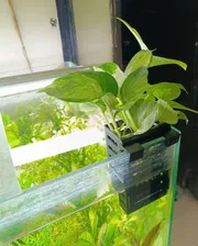 Aquarium plant holder_img_3