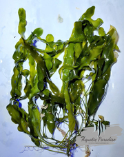 Caulerpa_img_0