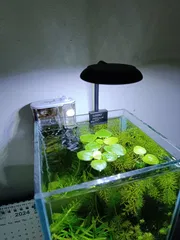 mini clip lamp ( 5 watt)_img_0