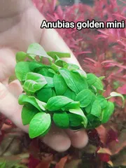 Anubias golden mini_img_0